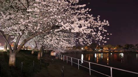 Daylight Is For Tourists Dc Cherry Blossoms At Night