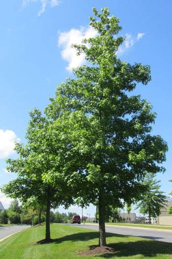 Buy Pin Oak Trees Online Stadler Nurseries
