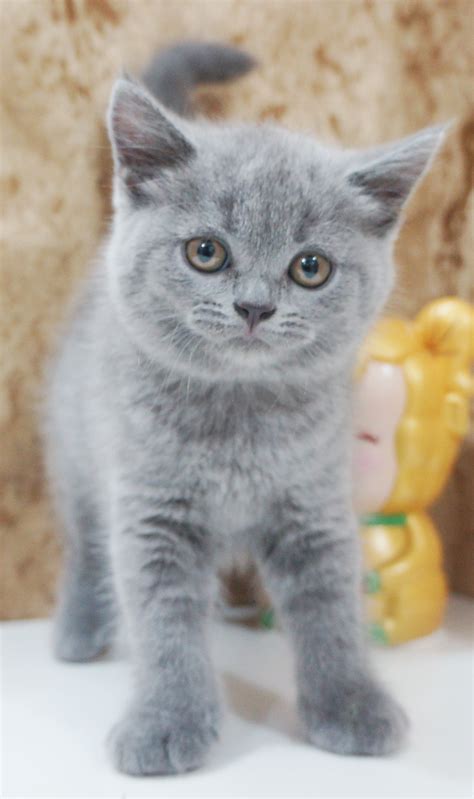 中華民國教育部版權所有© 2015 ministry of education, r.o.c. 寶翠貓舍 Belcher Cattery 英短 英國短毛貓 Blue British Shorthair藍色英國短毛貓 a (1) - 英國短毛貓(英短) Belcher Cattery ...