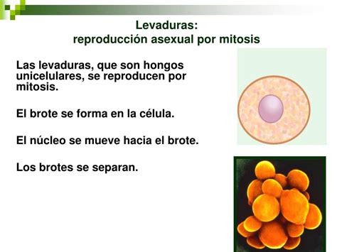 Ppt Reproducción Celular Continuidad De La Vida Powerpoint