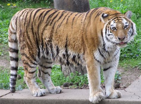 Tiger Free Stock Photo - Public Domain Pictures