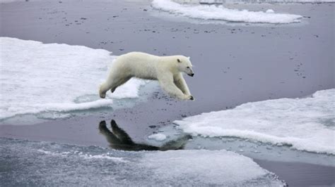 Polar Bears Are Moving North Where Theres Year Round Sea Ice Iflscience