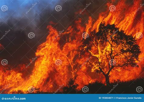 Big Forest Fire With Burning Tree Stock Image Image Of Danger