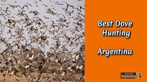 Argentina Best Dove Hunting Youtube