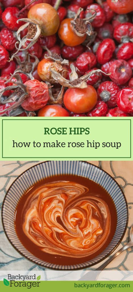 Rose Hip Soup Recipe The Swedes Call It Nyponsoppa Backyard Forager