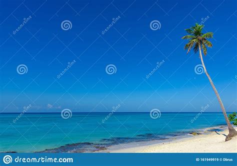 Beautiful Caribbean Landscape With Palm Tree On The Beach Stock Image Image Of Leaf Coconut