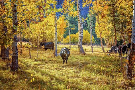 Golden Cow Pasture Photograph By Lynn Bauer Fine Art America