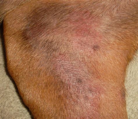 Dog Yeast Infection Skin Petfinder
