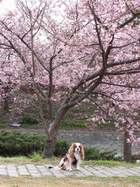 淀水路の河津桜の投稿写真 4ページ目｜花見特集2023