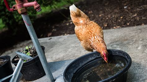 Salmonella Alert Backyard Chickens Cause 21 State Outbreak Cdc Says