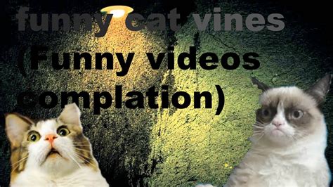 Funny Cat Vines Funny Cat Videos Compation Youtube