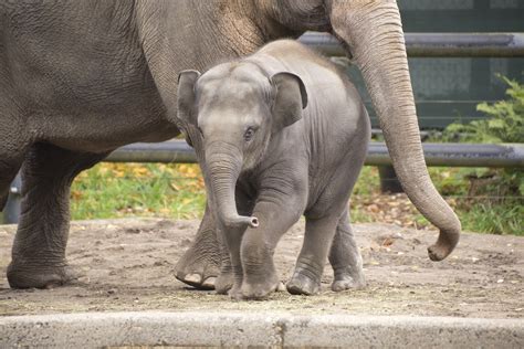 Oregon Zoo Darling Elephant Dies From Rapid And Aggressive Virus