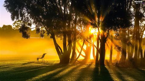 Sunrise Forest Bench Rays Beautiful Views Wallpapers