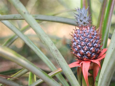 Guide To Harvesting Planting And Growing Pineapples Plants Spark Joy