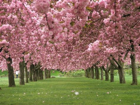 12 Places To See Cherry Blossoms In The United States Brooklyn