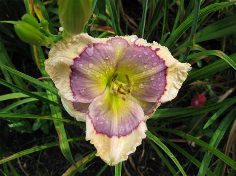 Photo Of The Bloom Of Daylily Hemerocallis Blue Oasis Posted By