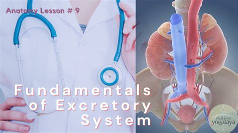 Learn About Excretory System Youtube