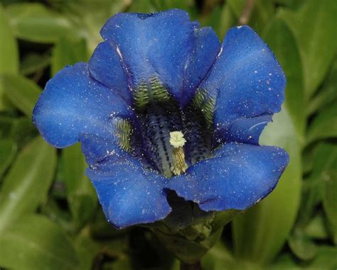 Gentiana Acaulis Gentianaceae Image 23759 At