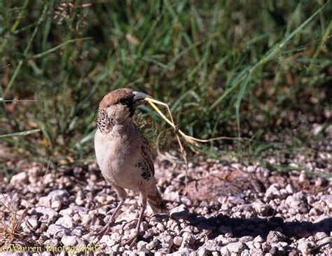 She also travels throughout the us and europe for print, commercial, and runway modeling. Sociable Weaver with nesting material photo WP07102