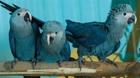 Blue Macaws Saved From Extinction After Inspiring The Movie Rio