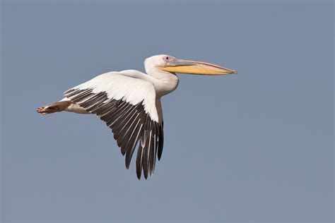 Great White Pelican Pelecanus Onocrotalus Birds In Flight Id Guide