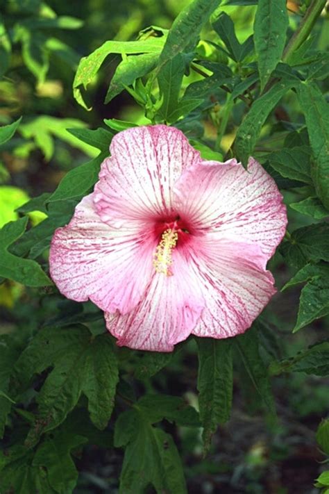 Learn About Hibiscus Pink Comet Ppaf Pink Comet Hardy Mallow