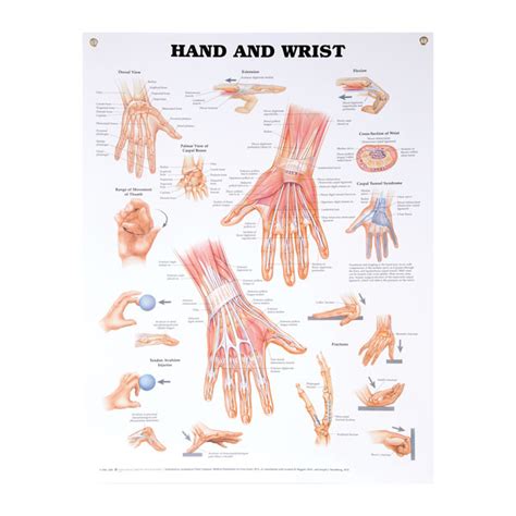 Anatomical Wall Charts North Coast Medical