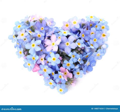 Heart Made Of Amazing Spring Forget Me Not Flowers On White Stock Photo