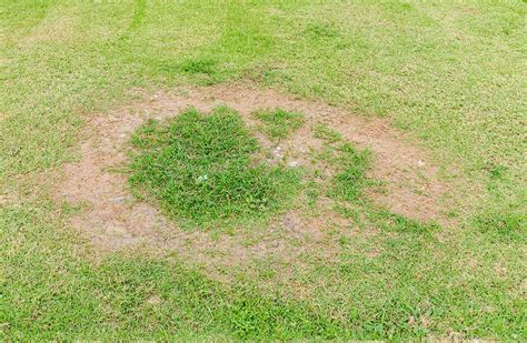 3 Easy Steps For Spotting Lawn Fungus Natures Select Triangle