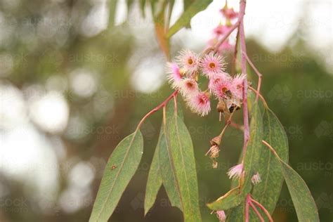 Image Of Blossoming Pink Eucalyptus Gum Tree Branch Austockphoto