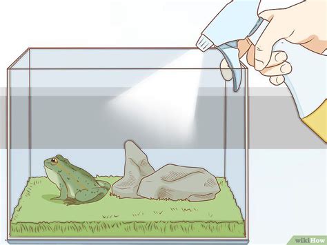 3 Ways To Care For Green Tree Frogs Green Tree Frog Tree Frogs