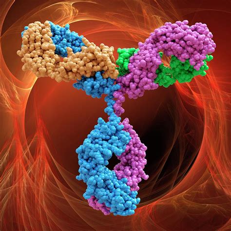 Immunoglobulin G Antibody Molecule Photograph By Laguna Designscience