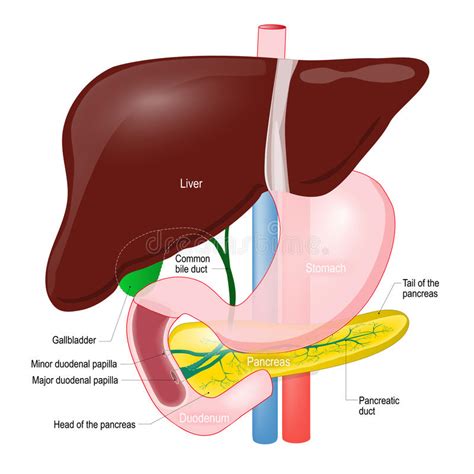 Gallbladder Duct Anatomy Of The Pancreas Liver Duodenum And S Vector Sexiz Pix