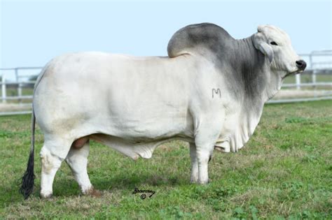 Gray Brahman Show Cattle For Sale No Extra Charge For Great Personality