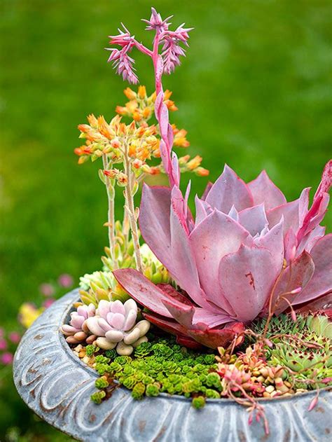 Follow These Helpful Hints When Youre Growing Your Succulent Container