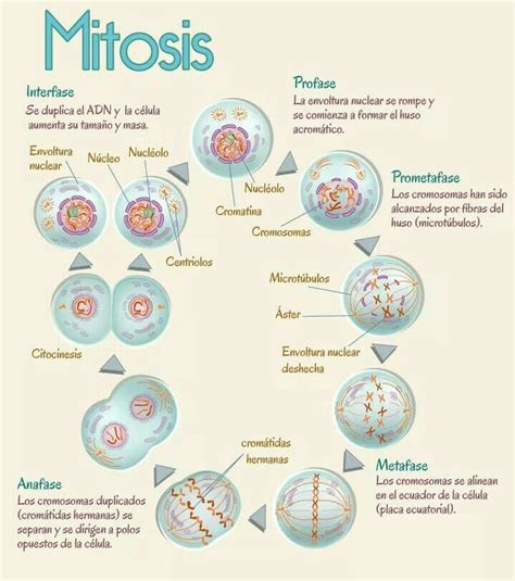 Mitosis And Its Stages In Plants And Animals Artofit