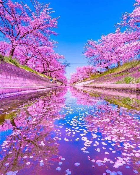 اليابان 🇯🇵 Pink Nature Beautiful Nature Sunset Pictures
