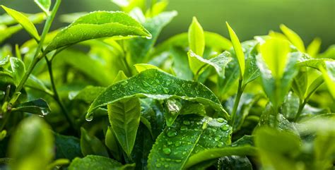 Green Tea Organic Green Tea Green Tea Tea Leaves