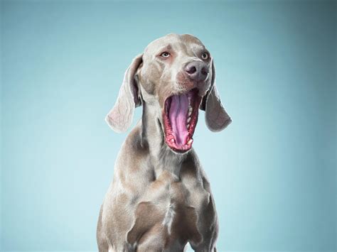 Can Dogs Feel Our Emotions Yawn Study Suggests Yes