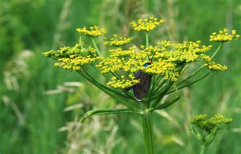 Wild Parsnips The Weed That Can Cause Severe Sunburn Elite Readers