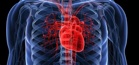 Sistema Circulatorio Órganos Partes Y Cómo Funciona