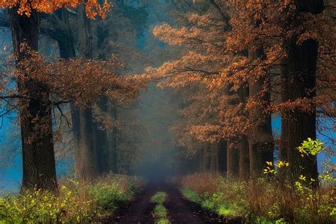 秋低木ミスト木道路パス葉日の出自然風景、 Hdデスクトップの壁紙 Wallpaperbetter