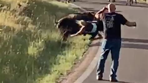 Bison Rips Off Womans Pants In Horrifying Attack Caught On Video Daily Telegraph