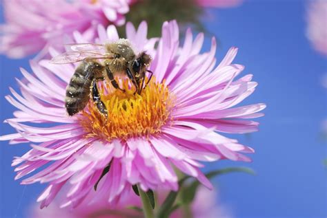 What Do Bees See And How Does It Inform Our Understanding Of Vision
