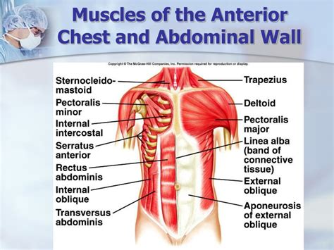 PPT Chapter 9 Muscular System PowerPoint Presentation Free