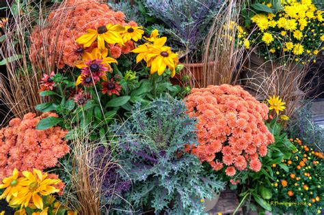 By The Canon Viewfinder Autumn Flowers