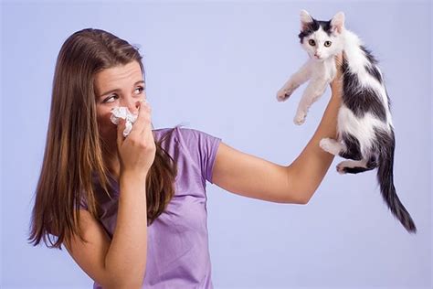 How To Get A Cat If You Are Allergic Cat Lovster