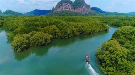 Aerial View Mangrove Green Forest In Krabi Province Thailand Flight