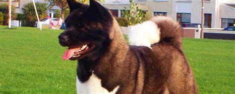 American Akita Dog Breed Info Characteristics Traits