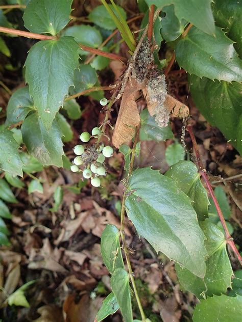 Carkeek Park Low Oregon Grape Mahonia Nervosa Jeff Wright Flickr